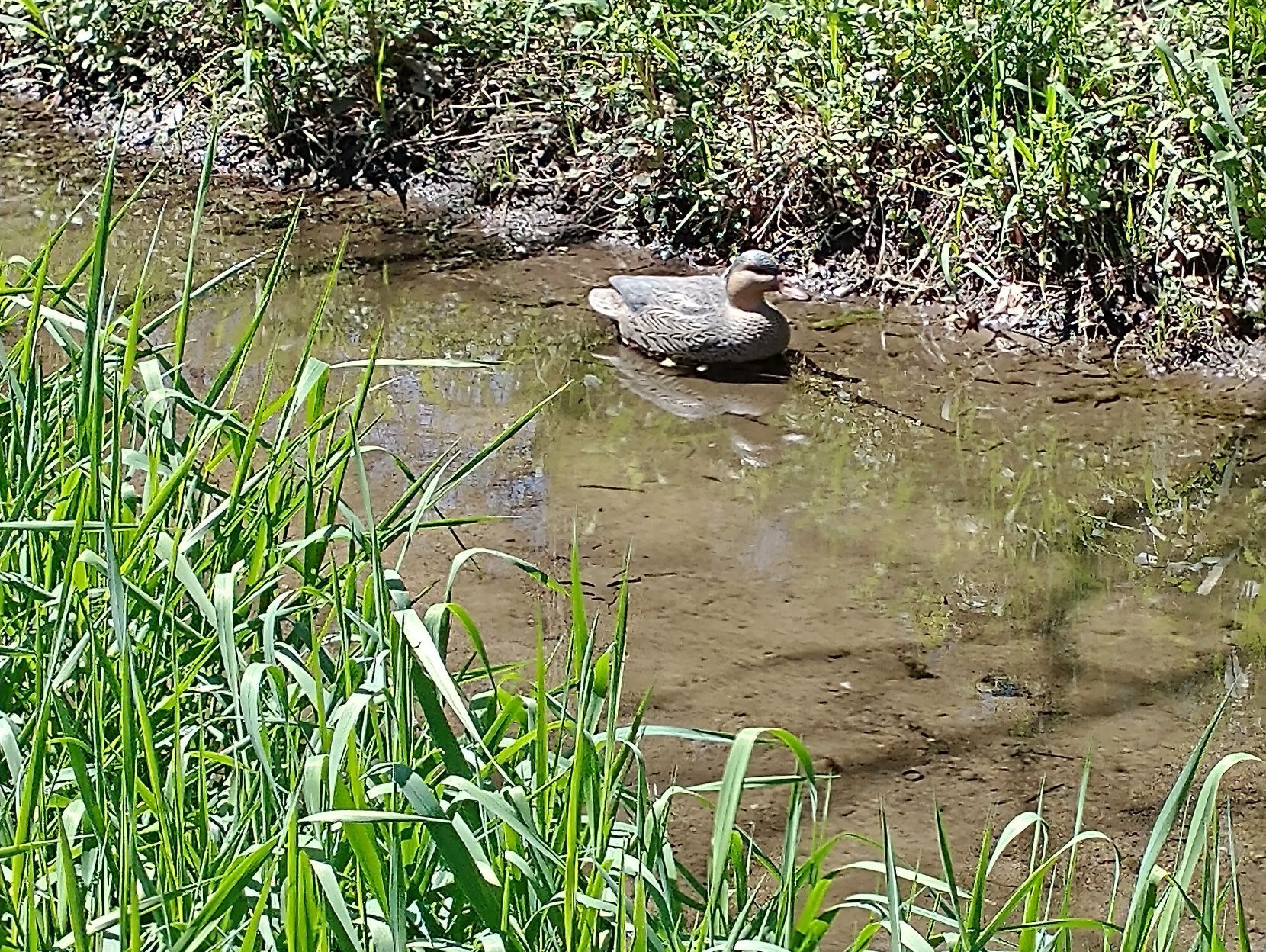 Duck decoy